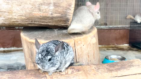 adorable long-tailed chinchillas with grey one sitting and the other white ones jumping roaming around the cage in a rural farm in malaysia