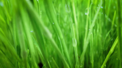 green grass close-up super macro shooting.