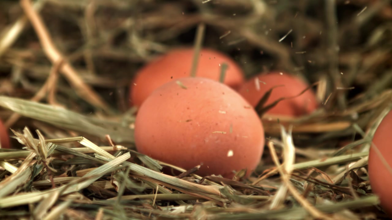 Fresh Brown Eggs Falling into a Rustic Hay Nest in Slow Motion
