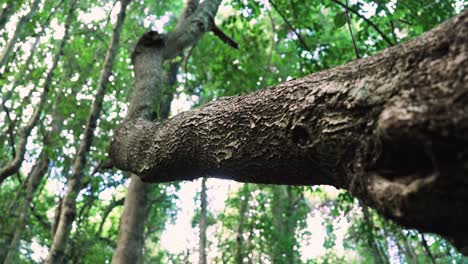 tree bark in the forests of blue mountains national park in new south wales, australia. close-up shot