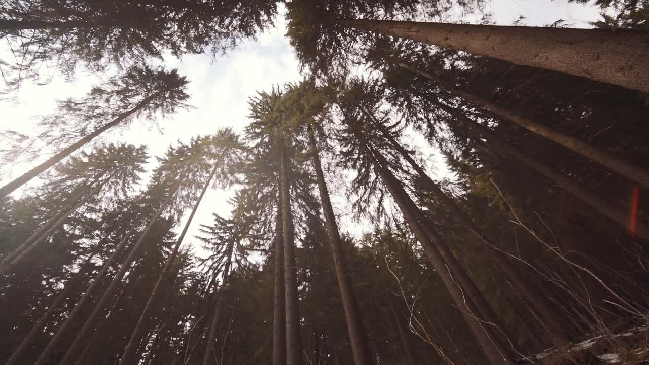Foresta di alberi alti e neve bianca sul terreno del Parco Nazionale dei Monti dei Giganti nella Repubblica Ceca.