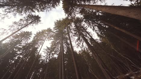 forest of tall trees and white snow on the ground of krkonose national park in czech republic