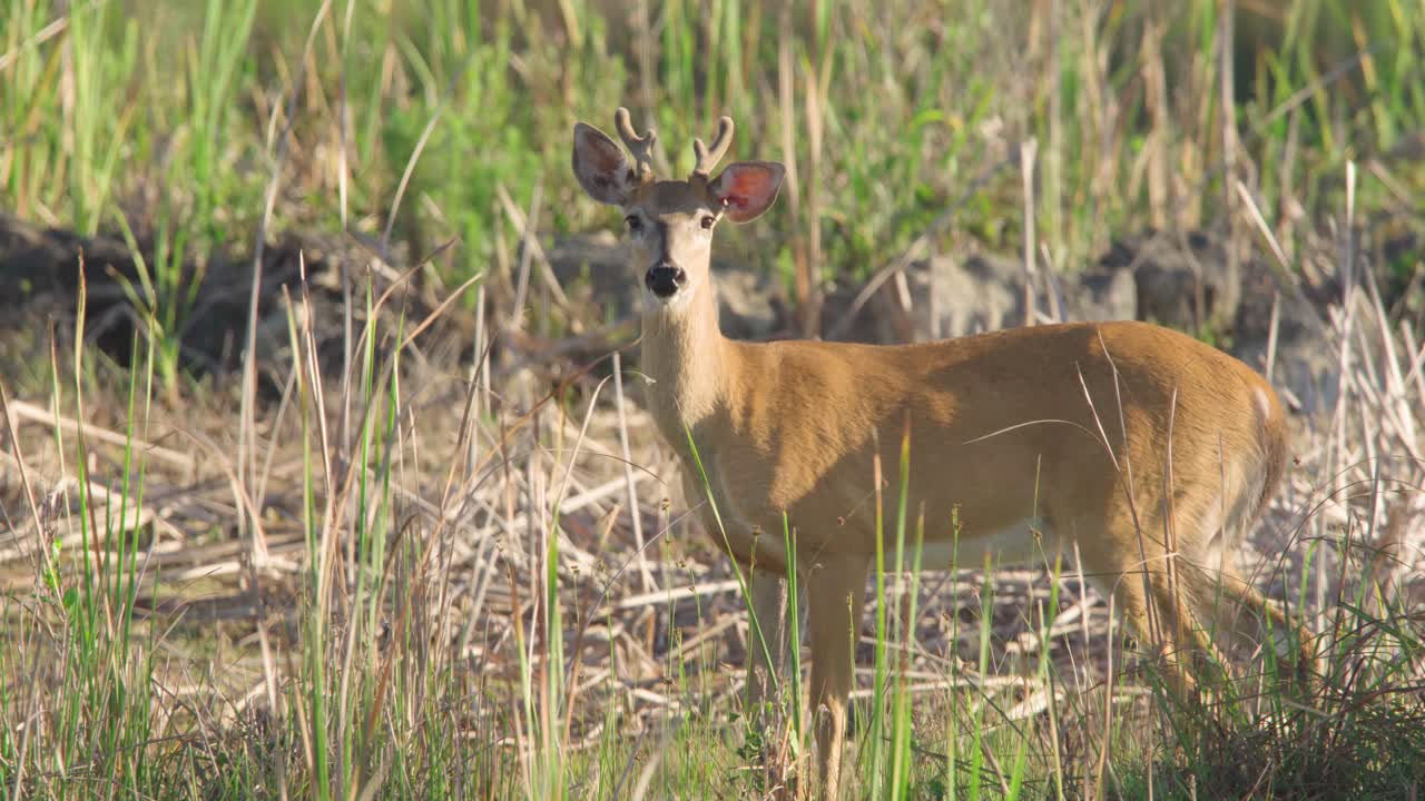 cervo maschio dalla coda bianca in piedi