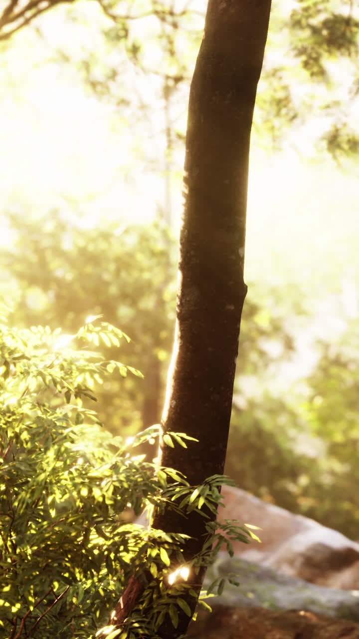 빛 이 비치는 숲 의 장면