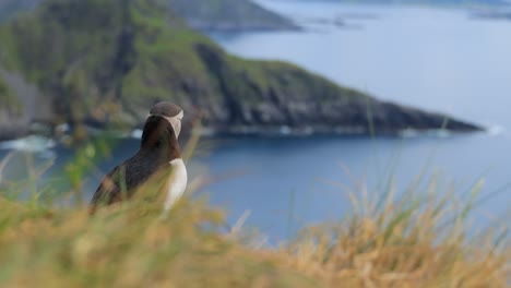 atlantic puffin (fratercula arctica), on the rock on the island of runde (norway).