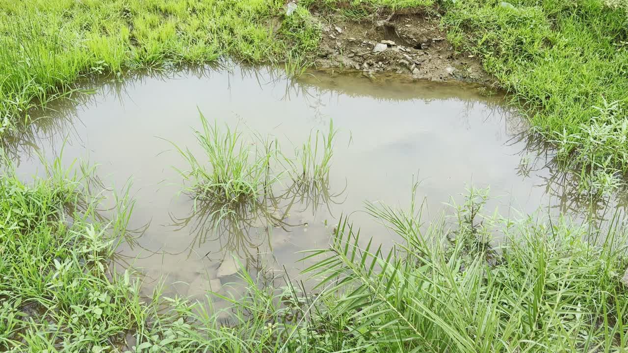 Static shot of a Tranquil sunlit natural setting a small, muddy pond or waterlogged area nestled within a lush, green field