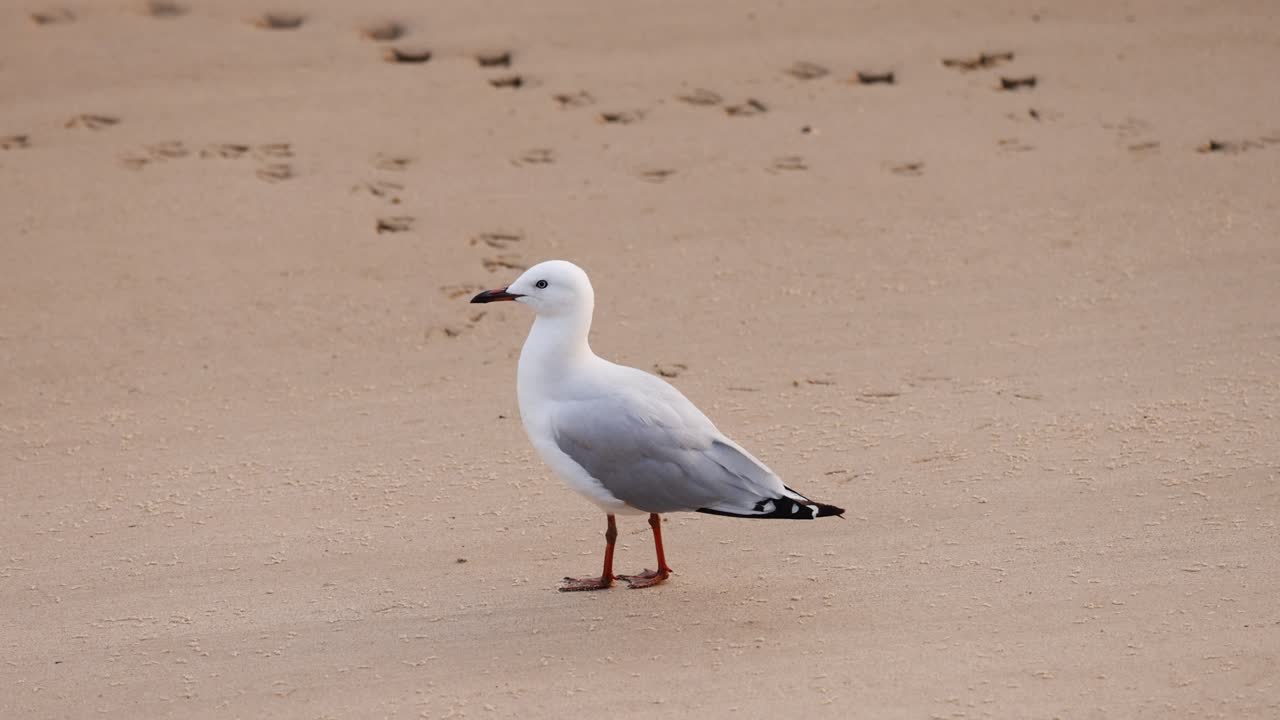 Måge spankulerer alene på en sandstrand