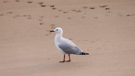 seagull strolls alone on a sandy beach