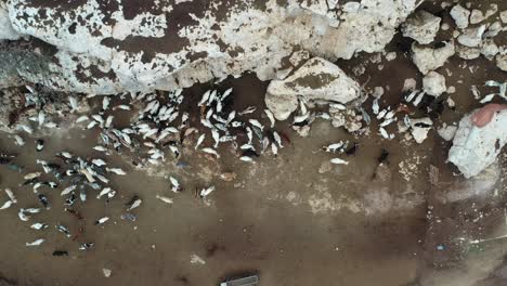 top-down aerial view of a large group of goats near a rocky mountain in greece