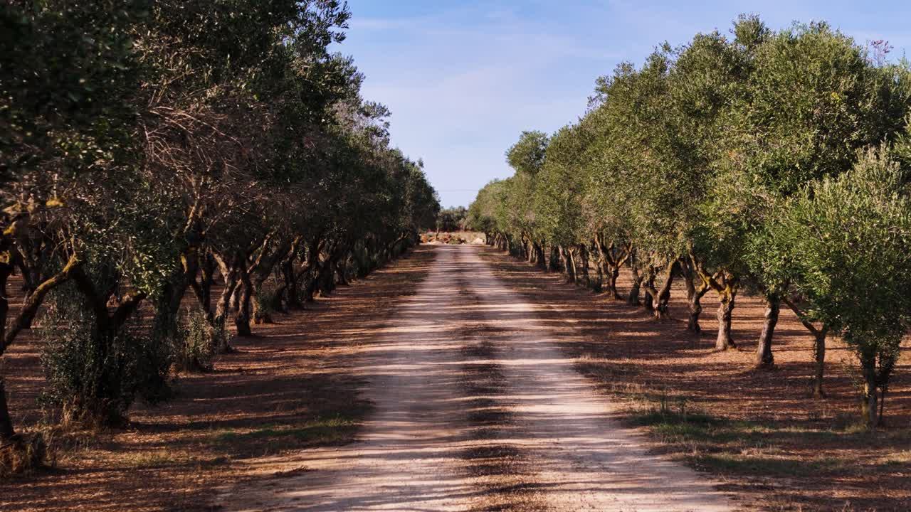 Dirt road and endless olive tree plantation, dolly forward view