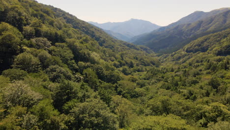 Antena-Que-Se-Eleva-Sobre-Un-árbol-Y-Sale-Al-Valle-En-La-Zona-Rural-De-Shikoku,-Japón