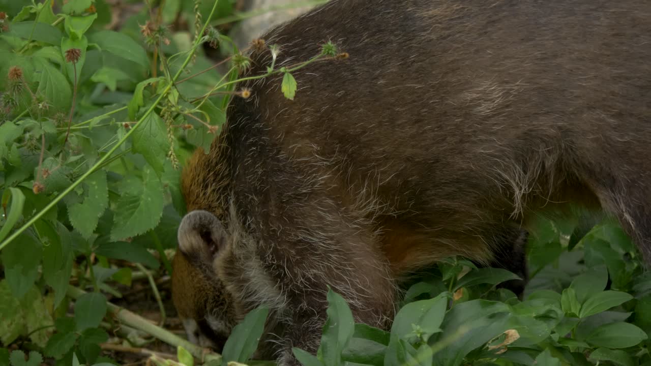 un coatí de nariz blanca que busca comida en el suelo