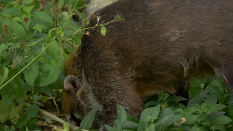 A-White-Nosed-Coati-searching-for-food-in-the-soil