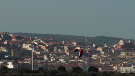 Flamingo-fly-in-Sant'Antioco,-Sardinia-on-bright-day,-tracking-shot