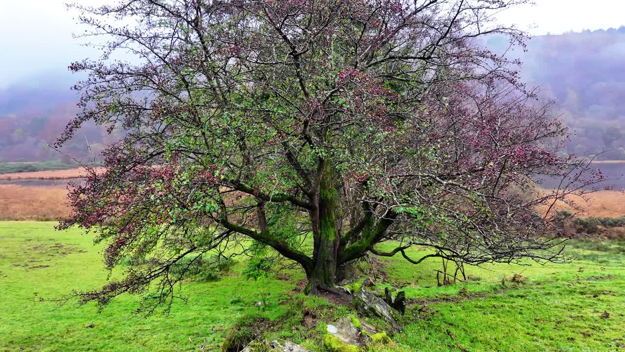 아일랜드: 서사시적인 장소, 아일랜드 겨울 풍경, 은 열매로 가득 찬 요정 덤불, 위클로우, 아일랜드
