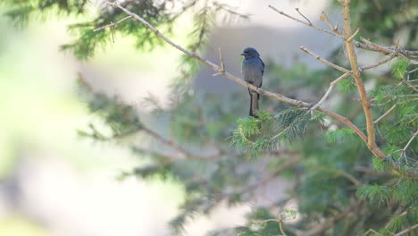 ashy drongo  perched in forest