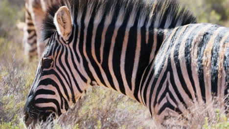Zebras-grazing-on-grassland-4k