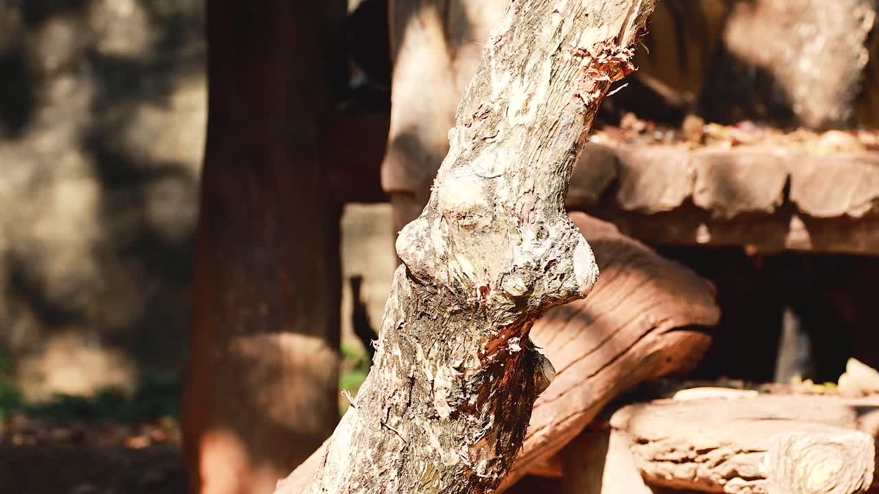 호랑이는 태국의 서식지를 통해 이동합니다.