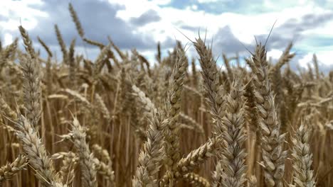 Static-locked-off-shot-of-fields-of-northern-european-barley-ready-for-harvest