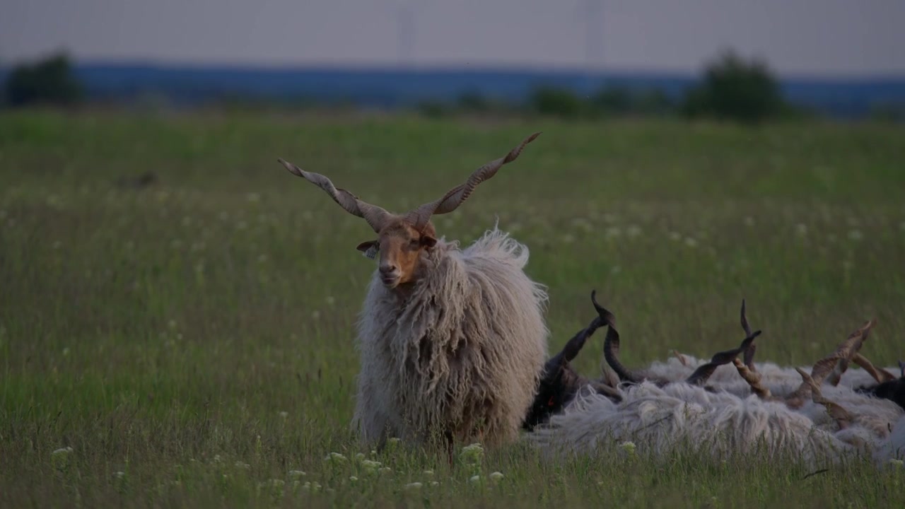 Yumuşak doğal ışık altında, yeşil bir çayırda huzur içinde dinlenen tüylü ve boynuzlu bir koyun. Kırsal peyzaj ve bulanık arka plan, sakin bir pastoral atmosfer oluşturuyor.