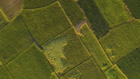 Agriculture-fields-plots-on-sunny-day,-aerial-top-down-descend-view