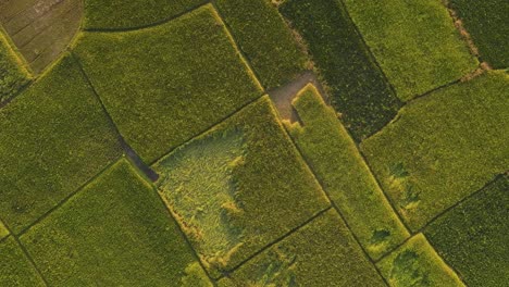 parcelas de campos agrícolas en un día soleado, vista aérea de arriba hacia abajo