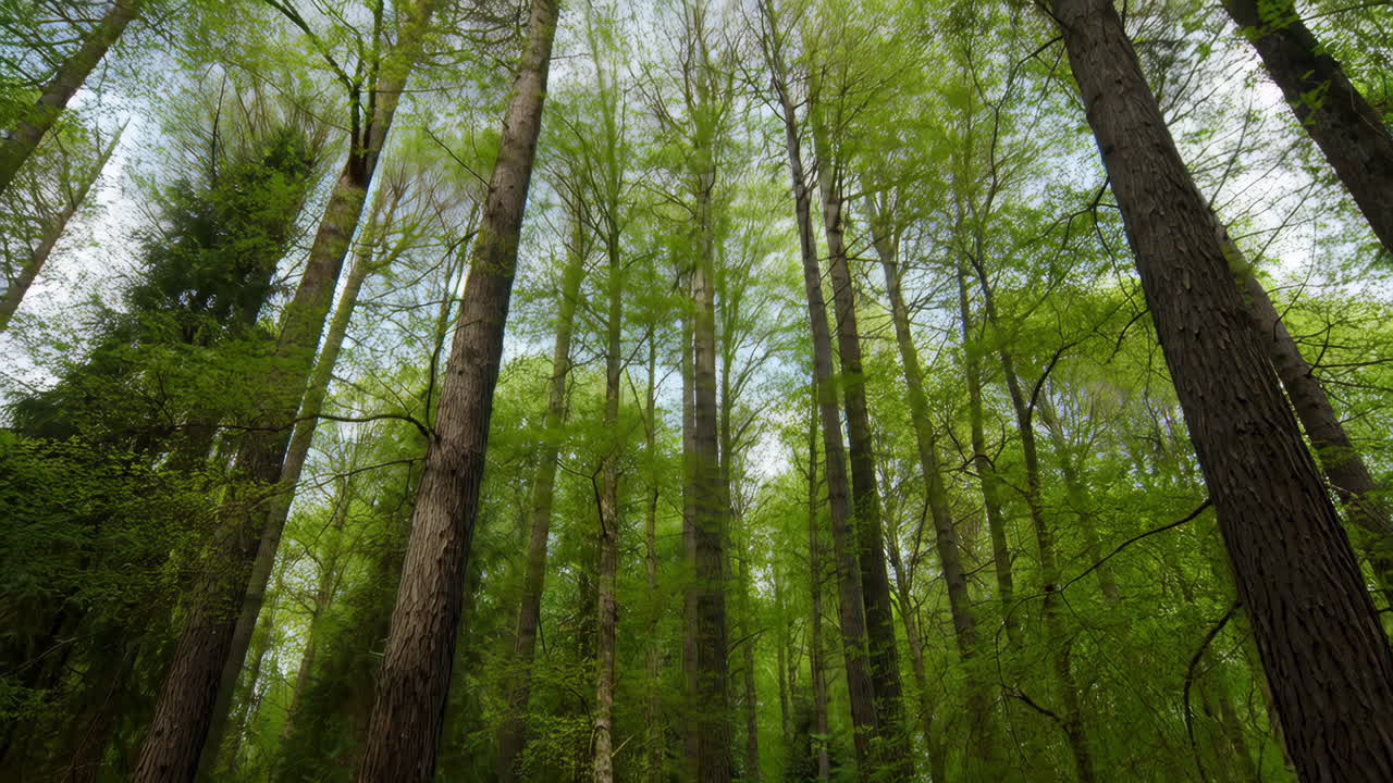 Alberi verdi alti nella canopia di una foresta
