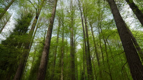 tall green trees in a forest canopy
