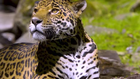 jaguar laying down while looking around paying attention to its surroundings