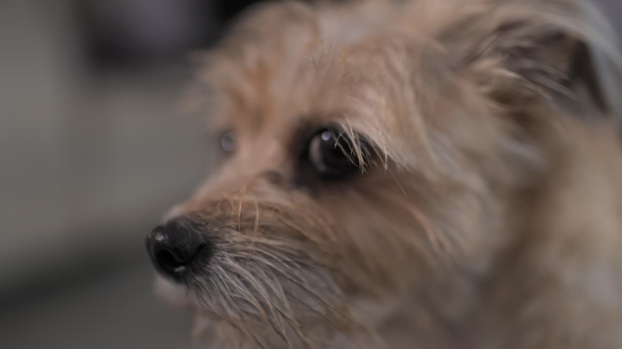 Close up on dogs nose. Scruffy golden dog looking around with big eyes. Mixed breed terrier