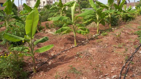 banana cultivation of indian farmers