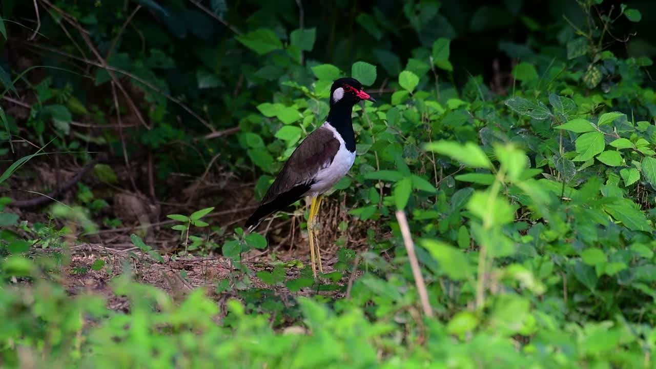 red-wattled lapwing은 태국에서 가장 흔한 새 중 하나입니다.