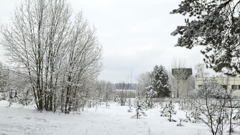 Verschneiter-Wald