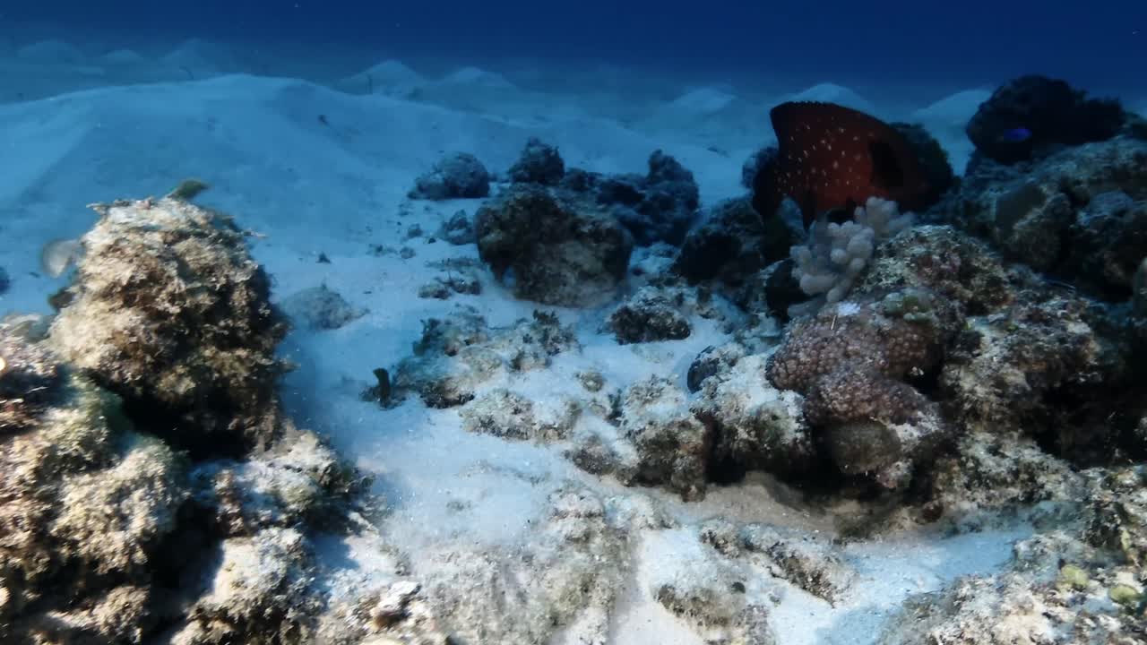 dos grandes gruperos manchados nadando sobre un arrecife de coral en la isla de mauricio
