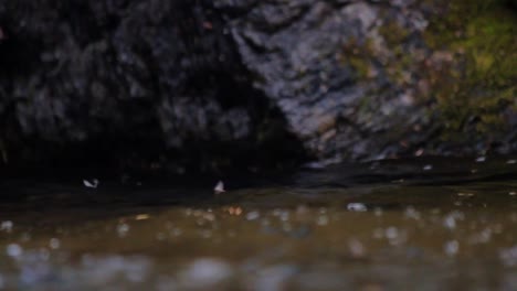 a closeup shot of a cutthroat trout missing a mayfly on the water