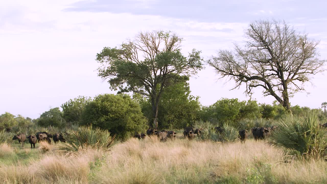 Flokk med afrikansk bøffel i Botswana-reservatet, Afrika.