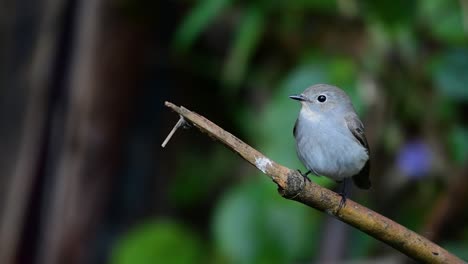 taiga flycatcher, female,