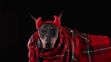 dobermanpinscher lies rolled into a red checkered plaid with red devil horns on his head