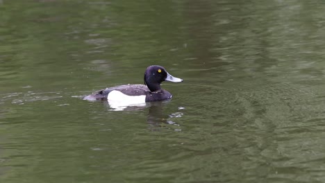 el pato tufted, aythya fuligula, buceando bajo el agua en busca de comida