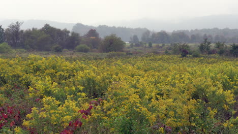 Un-Campo-De-Vara-Dorada-Floreciente-Rodeado-Por-La-Belleza-De-Los-Colores-Del-Otoño-En-Una-Mañana-Nublada-De-Otoño-En-El-Desierto