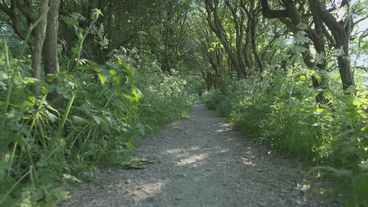 moviéndose a lo largo de un camino forestal con luz moteada en movimiento lento de bajo ángulo en thornton cleveleys, wyre, lancashire, reino unido