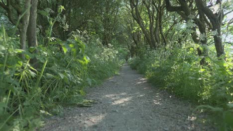 Moving-along-forest-path-with-dappled-light-low-angle-slow-motion-at-Thornton-Cleveleys,-Wyre,-Lancashire,-UK