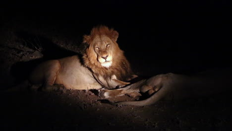 majestic male lions lit by spotlight during guided night safari