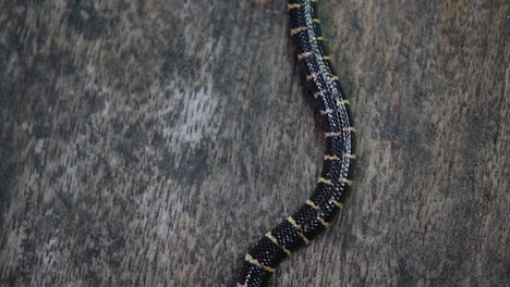 cylindrophis ruffus, serpiente pipa de cola roja, descansaba sobre un piso de madera y se enrollaba en una figura de ocho nudos deshaciéndose y saliendo del marco