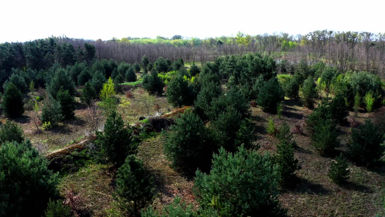 Conifer Trees At The Sunny Forest In Weinviertel, Lower Austria