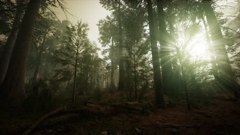 paisaje de puesta de sol brumosa del bosque de secuoya