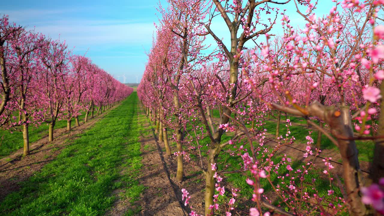 un bosque de albaricoques japoneses con flores rosadas