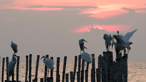 The-Great-Egret,-also-known-as-the-Common-Egret-or-the-Large-Egret