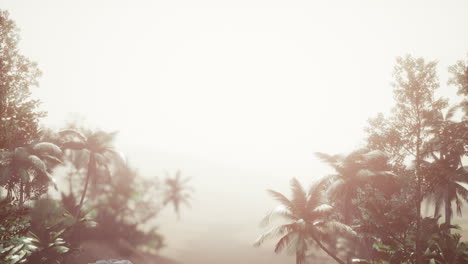 Tropical-Palm-Rainforest-in-Fog