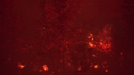 Wildfire-burns-ground-in-forest